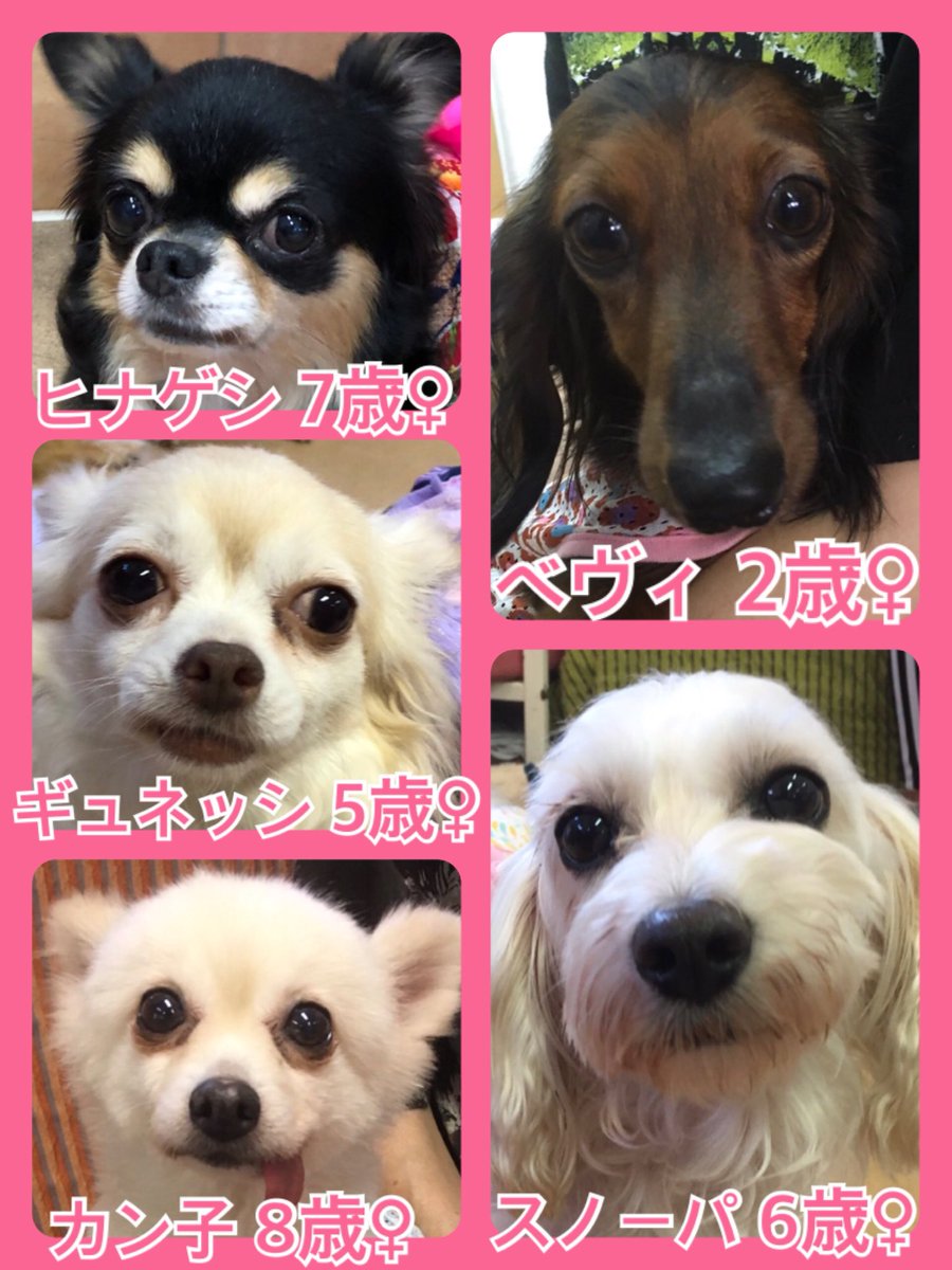 🐾今日の里親様募集中ワンコ🐶メンバーです🐾2019,8,14